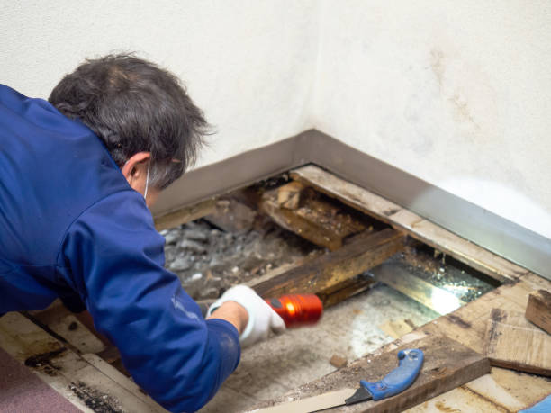 Best Mold Damage Repair  in Sherrelwood, CO