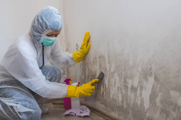 Best Certified Mold Removal  in Sherrelwood, CO