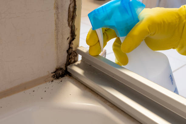 Best Commercial Mold Removal  in Sherrelwood, CO