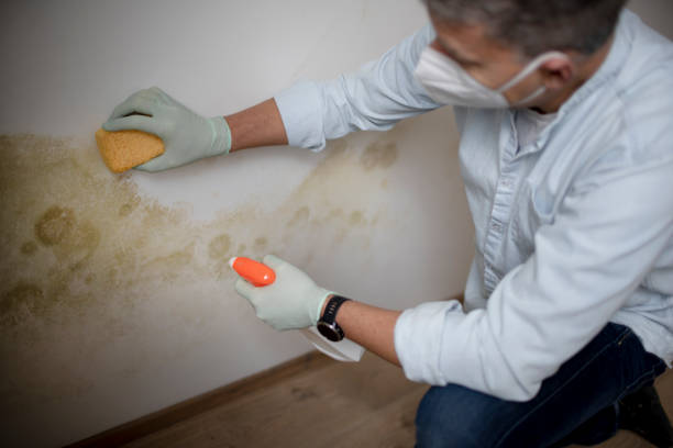 Best Mold Removal Specialists  in Sherrelwood, CO